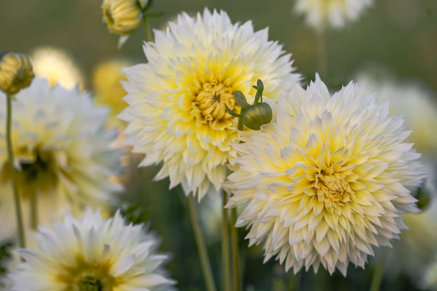 Daalia 'Canary Fubuki'
